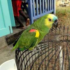 Dive Bequia\'s mascot, Charlie