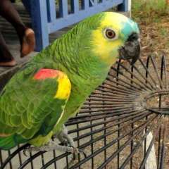 Dive Bequia's mascot, Charlie