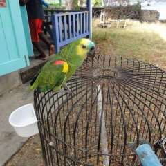 Dive Bequia\'s mascot, Charlie