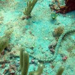 Sea snake