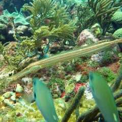 Trumpetfish