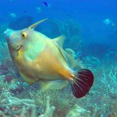 Filefish leading