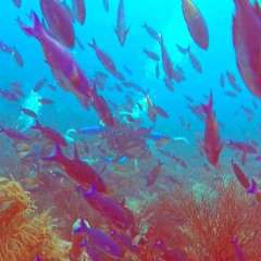 Creole wrasse avalanche