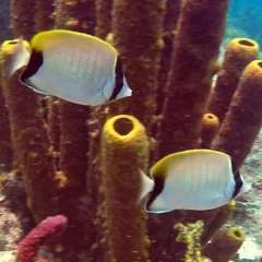 Reef Butterflies and pipes