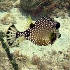 Trunkfish