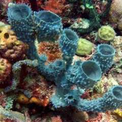 Blue sponge