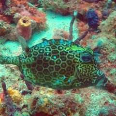 Cowfish