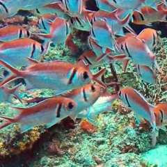 Red school of Soldierfish