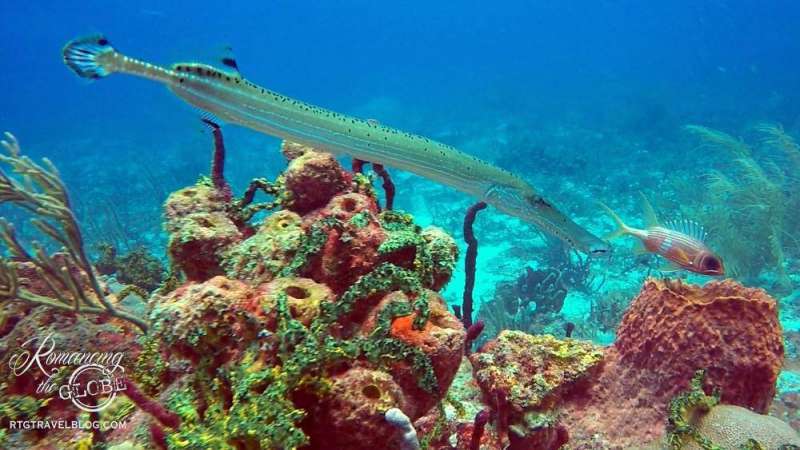 Coral and trumpetfish