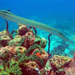 Coral and trumpetfish