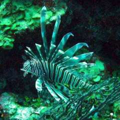 Lionfish