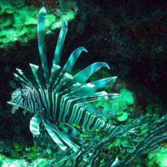 Lionfish