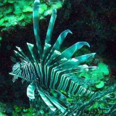 Lionfish