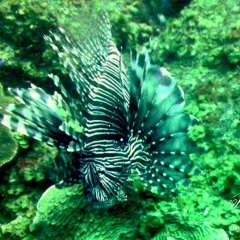 Lionfish