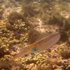 Reef Squid Gallery10