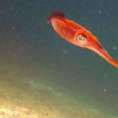 Reef Squid Gallery3