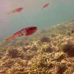 Reef Squid Gallery4