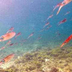 Reef Squid Gallery7