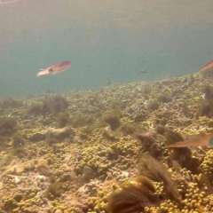 Reef Squid Gallery8