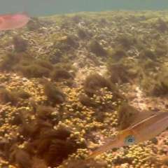 Reef Squid Gallery9