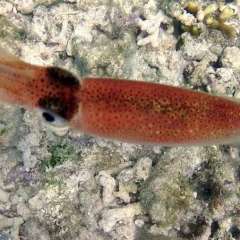 Reef Squid Red6