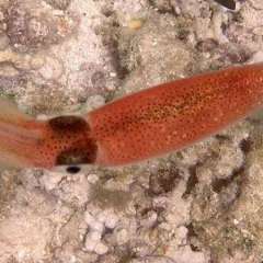 Reef Squid Red7