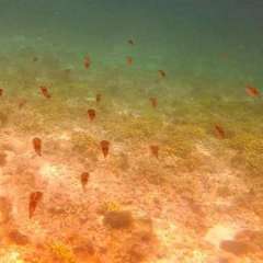 Reef Squid Squadron1