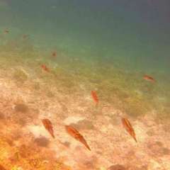 Reef Squid Squadron2