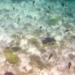 Reef Squid Squadron3