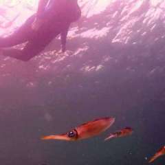 Reef Squid Swimmer2