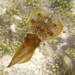 Reef Squid gallery1