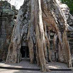 Angkor Wat - Ta Prohm