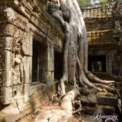Angkor Wat - Ta Prohm