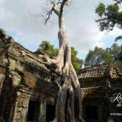 Angkor Wat - Ta Prohm