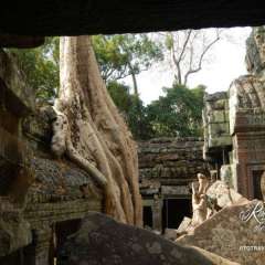 Angkor Wat - Ta Prohm