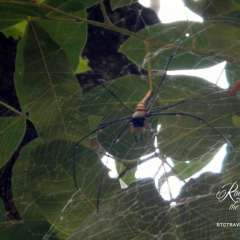 DSCN6799