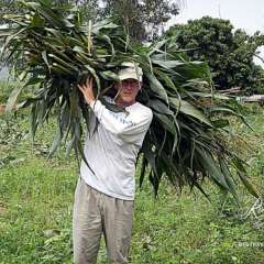 Elephant Nature Park - hauling corn stalks