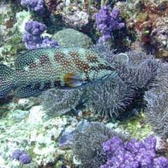 Diving - Wicked - colors