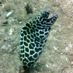 Diving - Wicked - Leopard moray eel