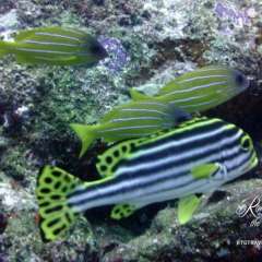 Diving - Wicked - Oriental sweetlips