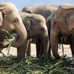 Elephant Nature Park - family gathering