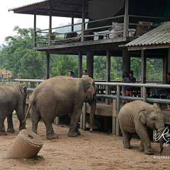 Elephant Nature Park - snacktime