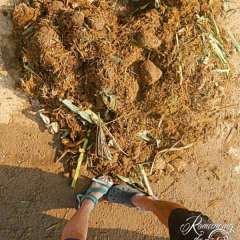 Elephant Nature Park - poo heart