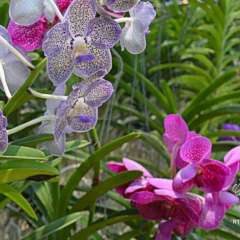 Orchid and Butterfly Farm, north of Chian Mai