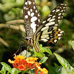 Orchid and Butterfly Farm, north of Chiang Mai