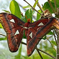 Orchid and Butterfly Farm, north of Chiang Mai - palm size