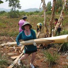 Elephant Nature Park - Sheila hauling banana trees