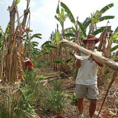 Elephant Nature Park - Tom hauling banana trees