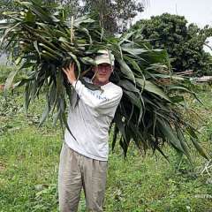 Elephant Nature Park - corn cutter & hauler Tom