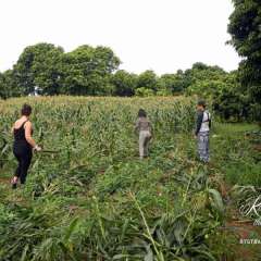 Elephant Nature Park - cornfield before